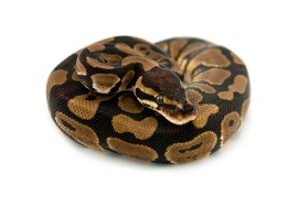 Королевский питон - Python regius