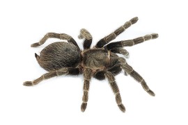 Лошадиный паук - Lasiodora parahybana