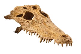Укрытие-декорация "Череп крокодила" - Exo-Terra Crocodile Skull - арт.: PT2856
