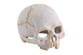 Мини-укрытие "Череп примата" - Exo-Terra Primate Skull - арт.: PT2926