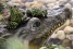 Черепаший берег "Крокодил" - Exo-Terra Turtle island "Croc" - 21 x 10,5 x 4,5 см, арт.: PT3067