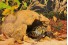 Укрытие-пещера для черепах - Exo-Terra Tortoise Cave - арт.: PT2922