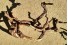 Коряга из виноградной лозы (нат.) - арт.: YP-0235