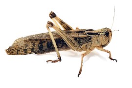 Саранча перелетная - Locusta migratoria