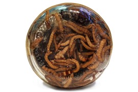 Корм консервированный Bukahi - Смесь насекомых (сверчок, мучной червь, зофобас) - 40 г