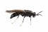 Чёрная львинка - личинка мухи (Hermetia illucens) - 100 г/уп.